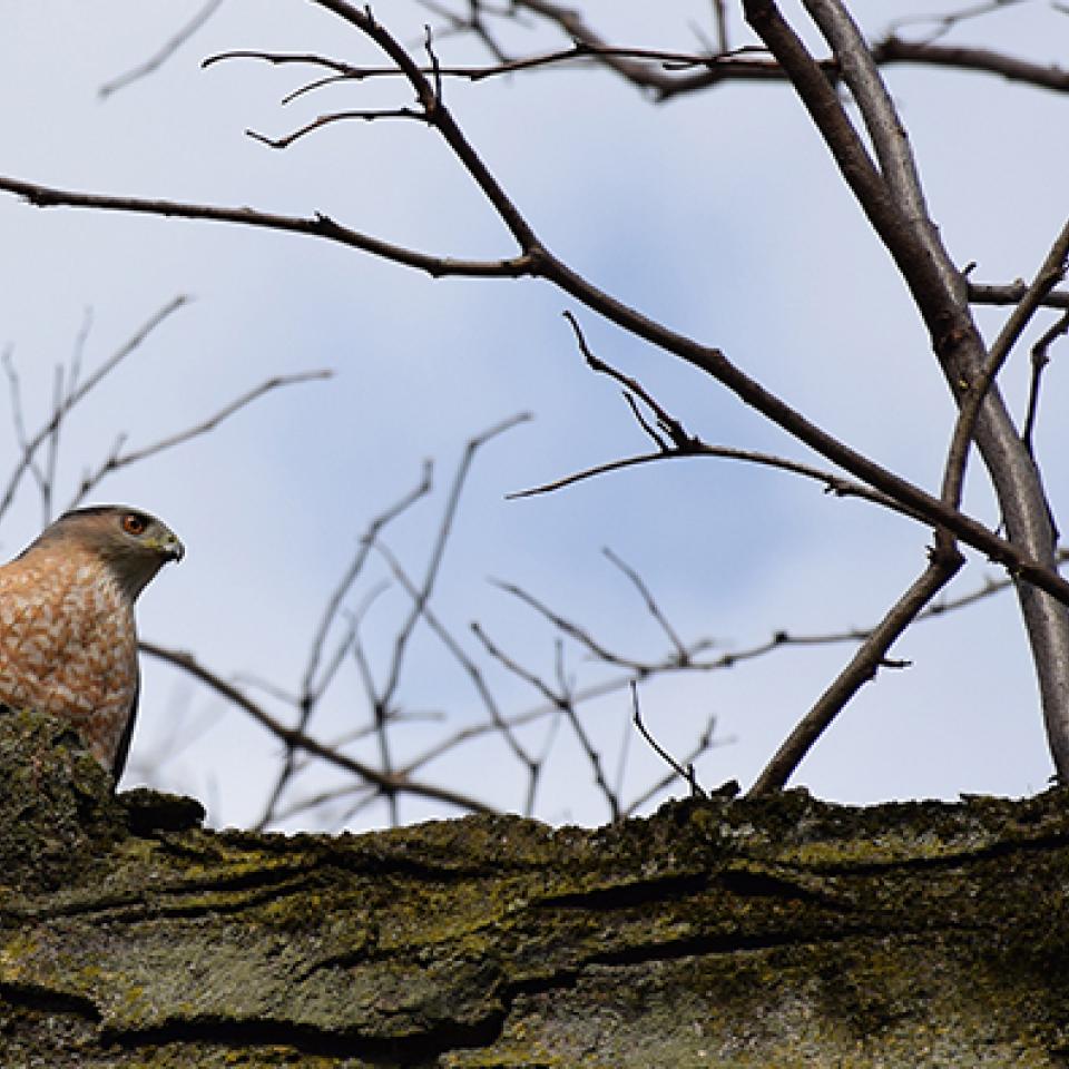 A Cooper’s hawk on the quad